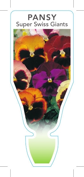Picture of ANNUAL PANSY SUPER SWISS GIANTS MIXED (Viola x wittrockiana)                                                                                          