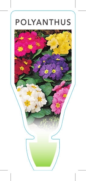 Picture of ANNUAL POLYANTHUS MIXED PICTURE (Primula acaulis hybrid)                                                                                              
