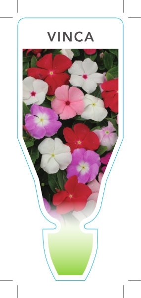 Picture of ANNUAL VINCA MIXED PICTURE (Catharanthus roseus)                                                                                                      