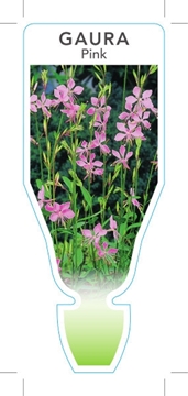 Picture of GAURA LINDHEIMERI PINK                                                                                                                                