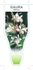 Picture of GAURA WHITE                                                                                                                                           