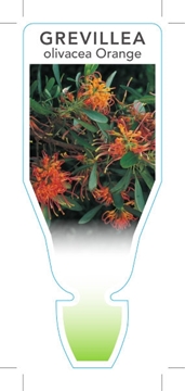 Picture of GREVILLEA OLIVACEA ORANGE OLIVE LEAF                                                                                                                  