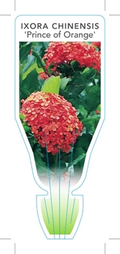 Picture of IXORA CHINENSIS PRINCE OF ORANGE                                                                                                                      