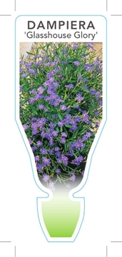 Picture of DAMPIERA STRICTA GLASSHOUSE GLORY                                                                                                                     