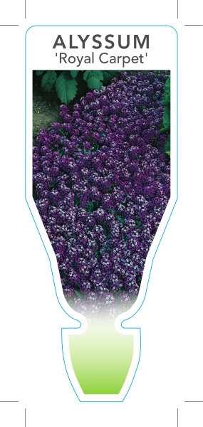 Picture of ANNUAL ALYSSUM ROYAL CARPET (Lobularia maritima)                                                                                                      