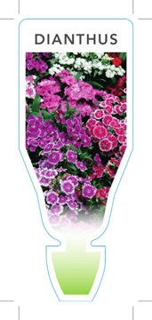 Picture of ANNUAL DIANTHUS MIXED PICTURE (Dianthus sp)                                                                                                           