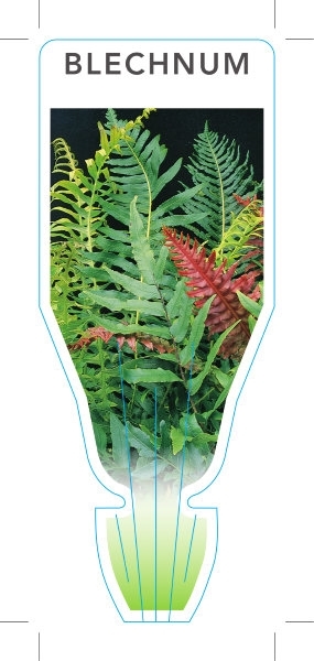 Picture of FERN BLECHNUM (UNNAMED VARIETY)                                                                                                                       