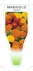 Picture of **ANNUAL MARIGOLD DWARF (Tagetes patula)                                                                                                              