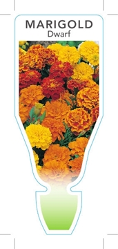 Picture of ANNUAL MARIGOLD DWARF (Tagetes patula)                                                                                                                