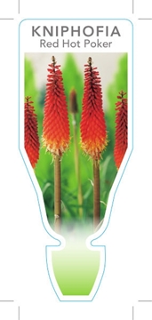 Picture of KNIPHOFIA RED HOT POKER                                                                                                                               