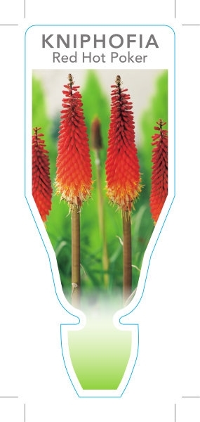 Picture of **KNIPHOFIA RED HOT POKER                                                                                                                             