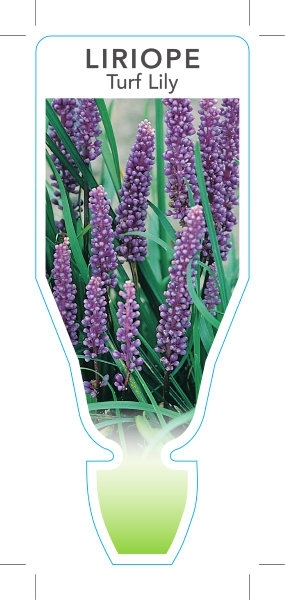 Picture of LIRIOPE MUSCARI TURF LILY                                                                                                                             