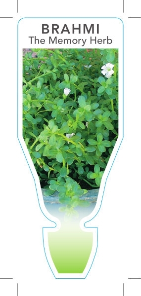 Picture of HERB BRAHMI THE MEMORY HERB (Bacopa monnieri)                                                                                                         