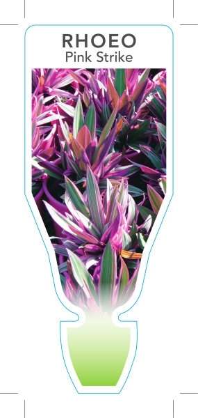 Picture of **HOUSEPLANT TRADESCANTIA SPATHACEA PINK STRIKE (SYN RHOEO)                                                                                           