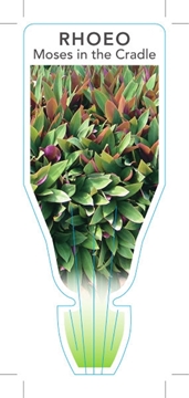 Picture of HOUSEPLANT TRADESCANTIA SPATHACEA (SYN RHOEO SPATHACEA)                                                                                               