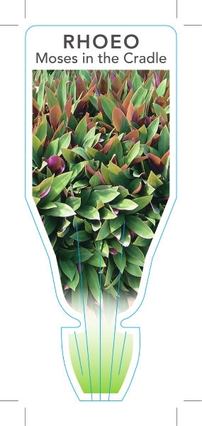 Picture of **HOUSEPLANT TRADESCANTIA SPATHACEA (SYN RHOEO SPATHACEA)                                                                                             