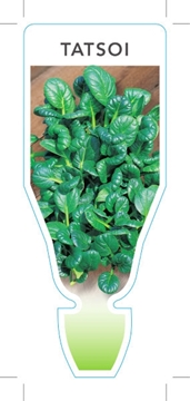 Picture of VEGETABLE TATSOI (Brassica rapa var rosularis)                                                                                                        