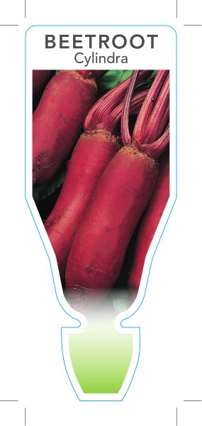 Picture of VEGETABLE BEETROOT CYLINDRA (Beta vulgaris)                                                                                                           