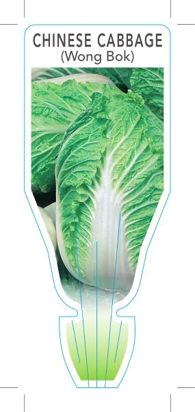 Picture of VEGETABLE CABBAGE CHINESE/WONG BOK (Brassica rapa var Pekinensis)                                                                                     