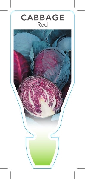 Picture of VEGETABLE CABBAGE RED (Brassica oleracea rubra)                                                                                                       