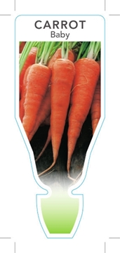 Picture of VEGETABLE CARROT BABY (Daucus carota)                                                                                                                 