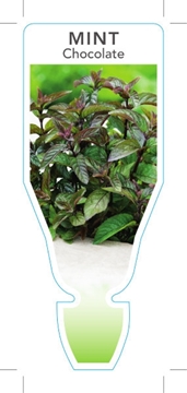 Picture of ***HERB MINT CHOCOLATE (Mentha piperita)                                                                                                              