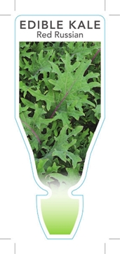 Picture of VEGETABLE KALE EDIBLE RED RUSSIAN (Brassica napus)                                                                                                    