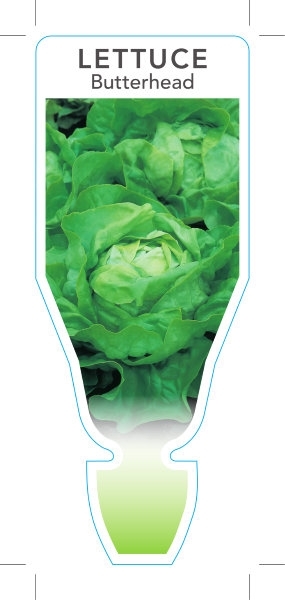 Picture of VEGETABLE LETTUCE BUTTERHEAD (Lactuca sativa)                                                                                                         