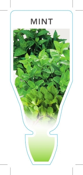 Picture of HERB MINT (Mentha sp)                                                                                                                                 