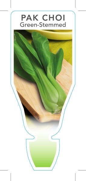 Picture of VEGETABLE PAK CHOI GREEN STEMMED (Brassica rapa var. chinensis)                                                                                       
