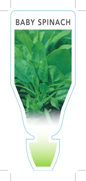 Picture of VEGETABLE SPINACH BABY (Spinacia oleracea)                                                                                                            