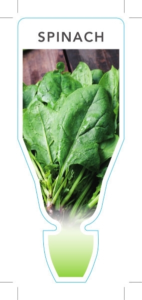 Picture of VEGETABLE SPINACH (Spinacia oleracea)                                                                                                                 