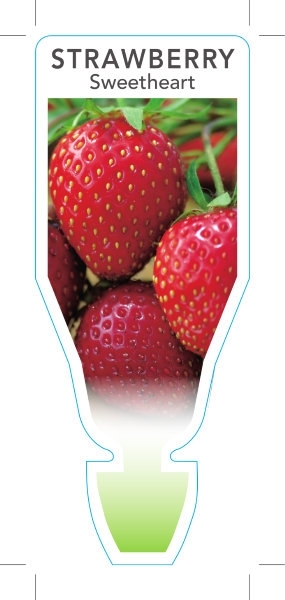 Picture of FRUIT STRAWBERRY SWEETHEART (Fragaria ananassa)                                                                                                       
