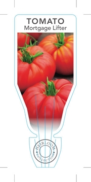 Picture of VEGETABLE TOMATO HEIRLOOM MORTGAGE LIFTER (Lycopersicon esculentum)                                                                                   