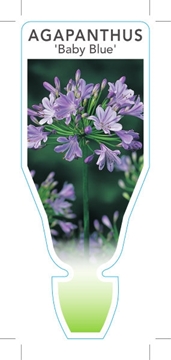 Picture of AGAPANTHUS BABY BLUE                                                                                                                                  
