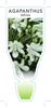Picture of AGAPANTHUS WHITE                                                                                                                                      