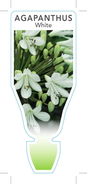 Picture of AGAPANTHUS WHITE                                                                                                                                      