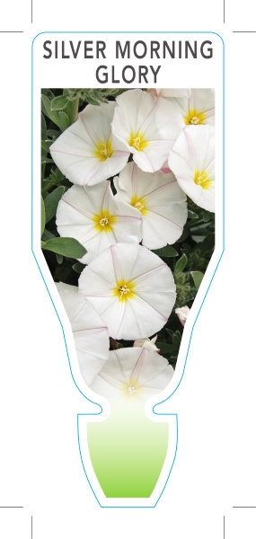 Picture of CONVOLVULUS CNEORUM SILVER MORNING GLORY                                                                                                              