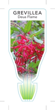 Picture of GREVILLEA RHYOLITICA DEUA FLAME                                                                                                                       