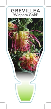 Picture of GREVILLEA WINPARA GOLD                                                                                                                                