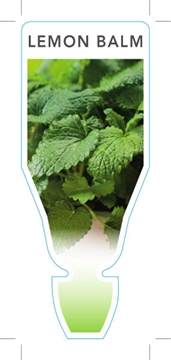 Picture of HERB LEMON BALM (Melissa officinalis)                                                                                                                 