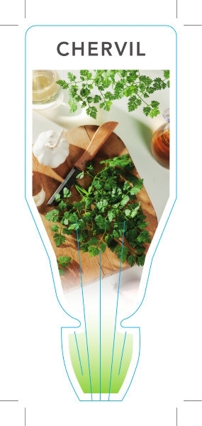 Picture of **HERB CHERVIL FRENCH PARSLEY (Anthriscus cerefolium)                                                                                                 
