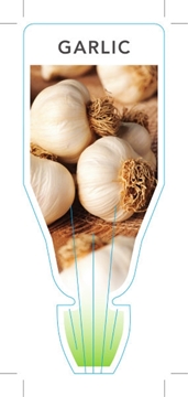 Picture of HERB GARLIC (Allium sativum)                                                                                                                          