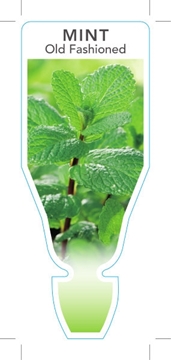 Picture of **HERB MINT OLD FASHIONED (Mentha cordifolia syn M. spicata)                                                                                          