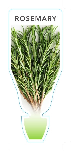 Picture of HERB ROSEMARY (Rosmarinus officinalis)                                                                                                                