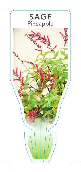 Picture of **HERB SAGE PINEAPPLE (Salvia elegans)                                                                                                                