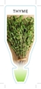 Picture of HERB THYME (Thymus vulgaris)                                                                                                                          