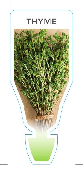 Picture of HERB THYME (Thymus vulgaris)                                                                                                                          