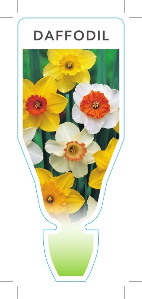 Picture of BULB DAFFODIL                                                                                                                                         