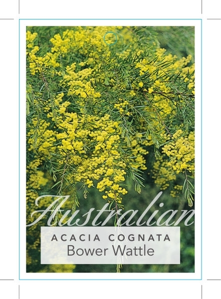 Picture of ACACIA COGNATA BOWER OR RIVER WATTLE                                                                                                                  